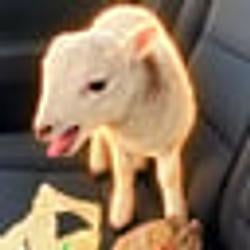 PABLO