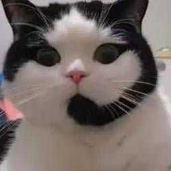 Callcat