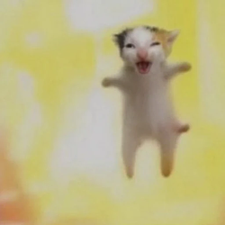 ExplodingCat