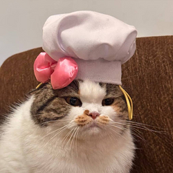 Meowsterchef / SOL