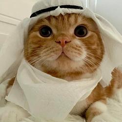 habibi cat / SOL