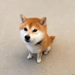 ロキ