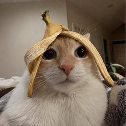 Bananacat