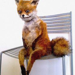 FOX