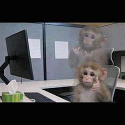 Rhesus