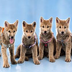 WOLFDOGS / SOL