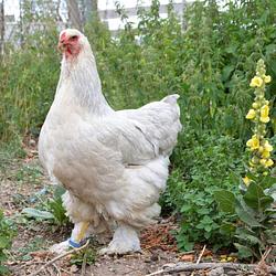COCK / USDC