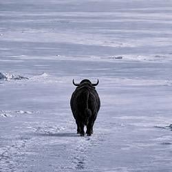 BULL / SOL
