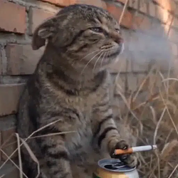 depcat