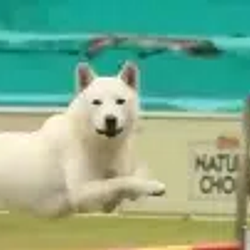 RINGO