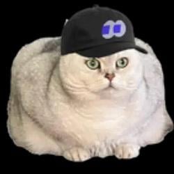 fomo cat