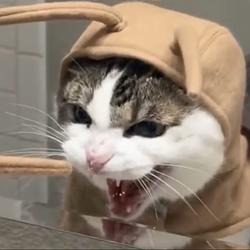 mothcat