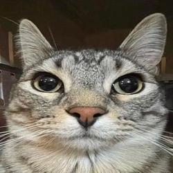 NPCAT / WETH
