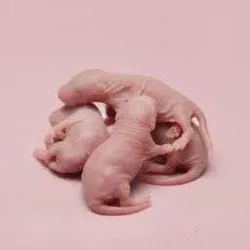 MICE