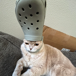 CATWIFCROC / SOL