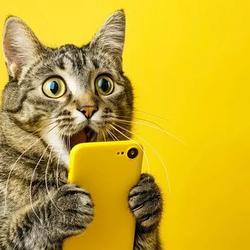 PHONECAT
