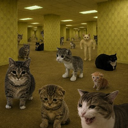 CATROOMS