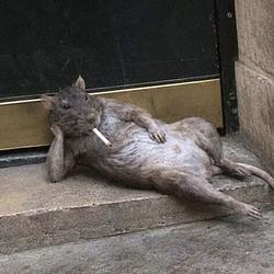 Sexyrat