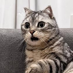 QQ