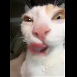 sexycat