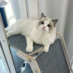 MIMI