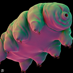 TARDIGRADE