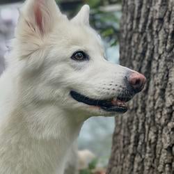 WOLFS / SOL