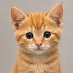 CAT / SOL