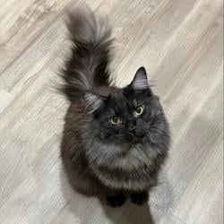 BB