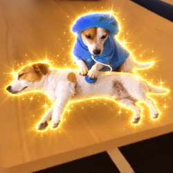 DOGCTOR