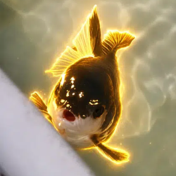 Orca / SOL