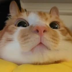 BUNCAT