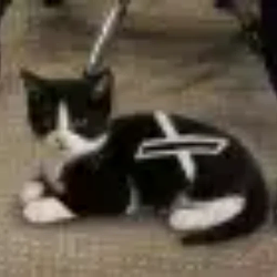 XCAT