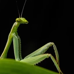 MANTIS