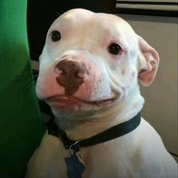 Smirk