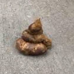 Dogshit / SOL