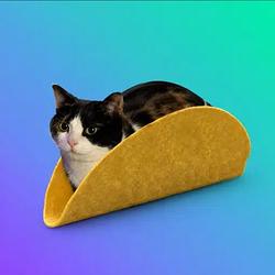 TACOCAT / WETH