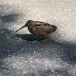 MEEP