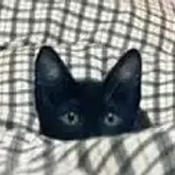 lolcat