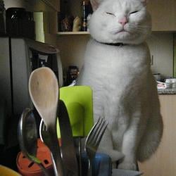 CCAT
