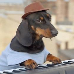 SwagDogg