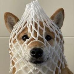 WDOGE