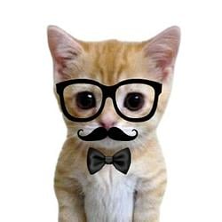 PHDkitty / SOL