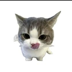 DripCat