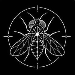 FlyBrain