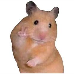 HAM
