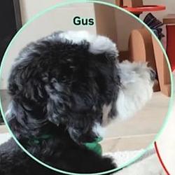 gus / BNB
