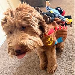 PIRTEDOG