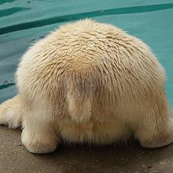 MOMOBUTT