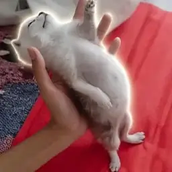 67cat